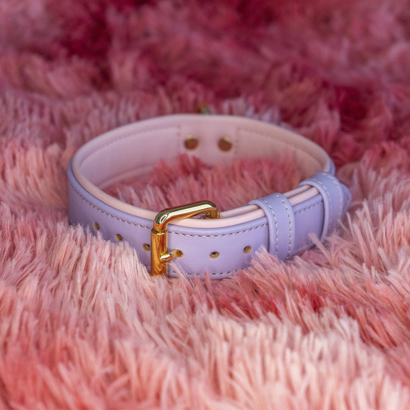 Two-Tone Dog Collar