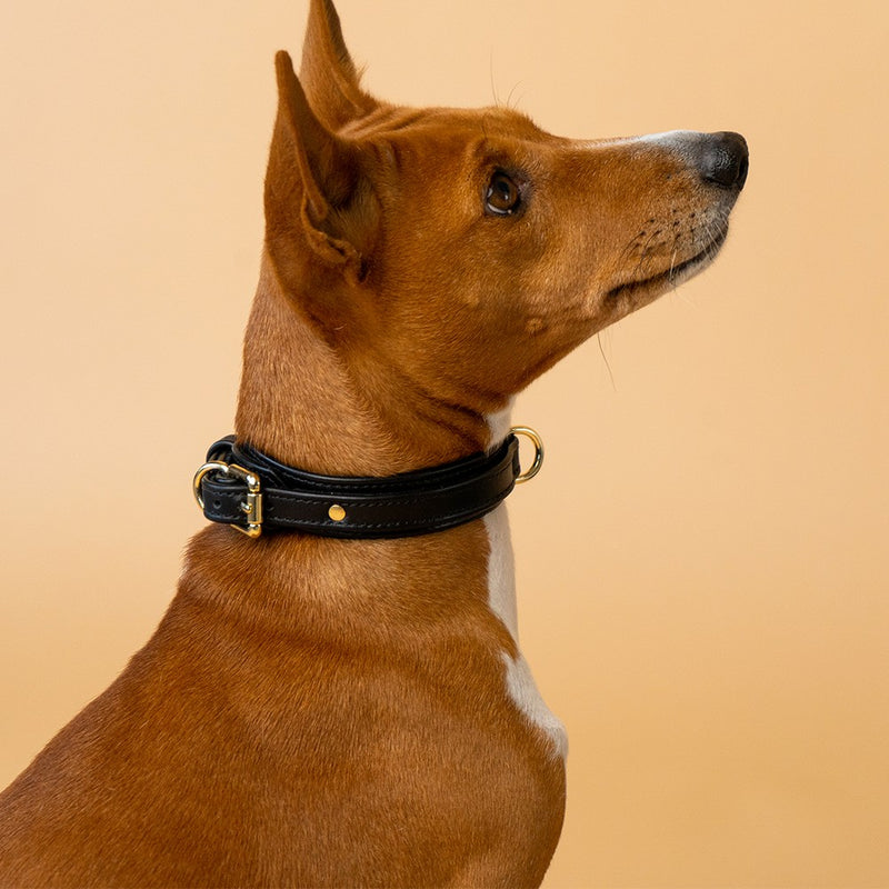 Premium Black Collar with Soft Suede on Dog