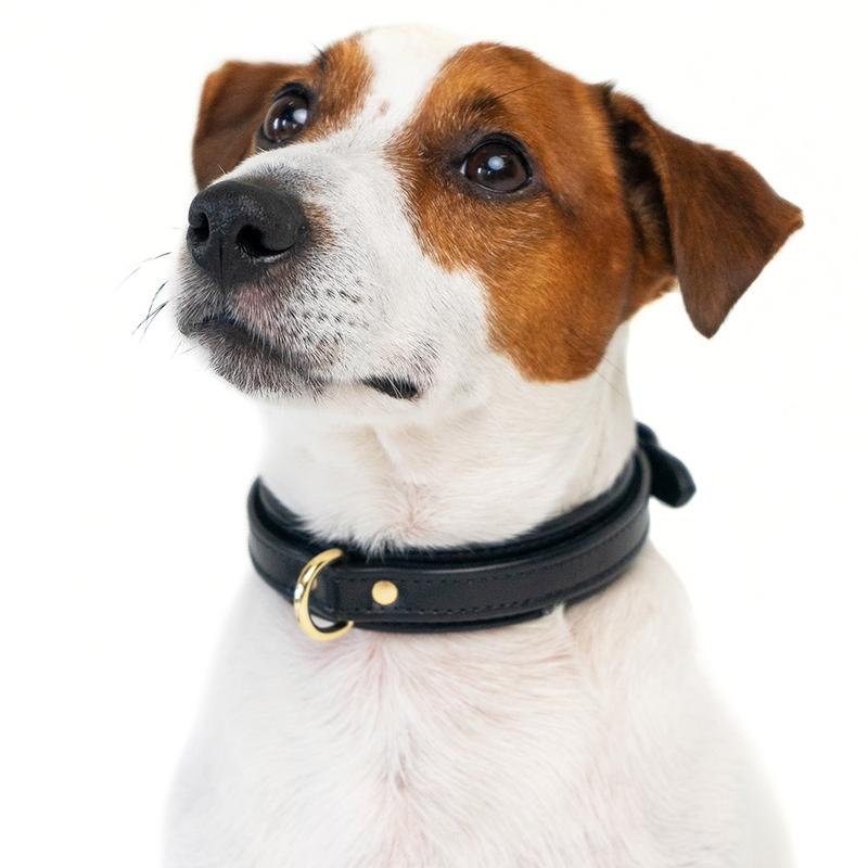 Dog Black Collar with Soft Suede on Jack Russell Terrier