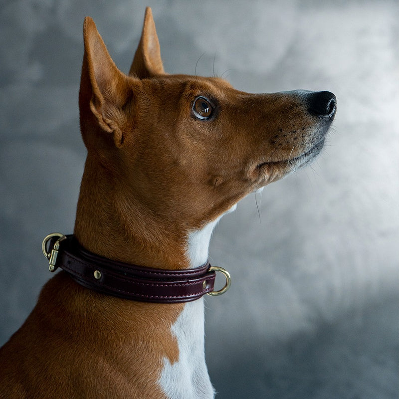 Burgundy Collar with Soft Suede on Dog