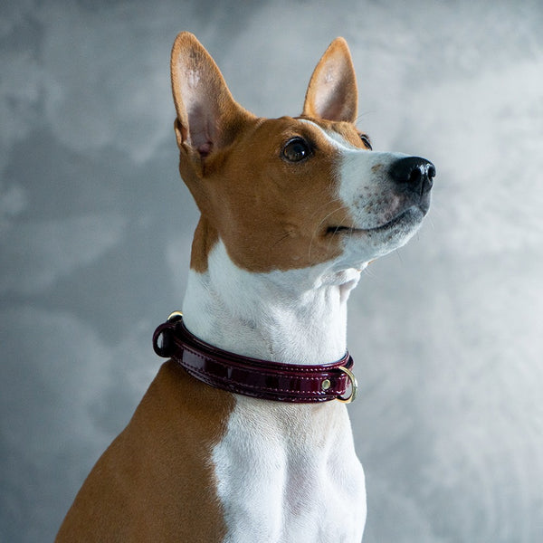 Burgundy Patent Collar with Soft Suede on Dog