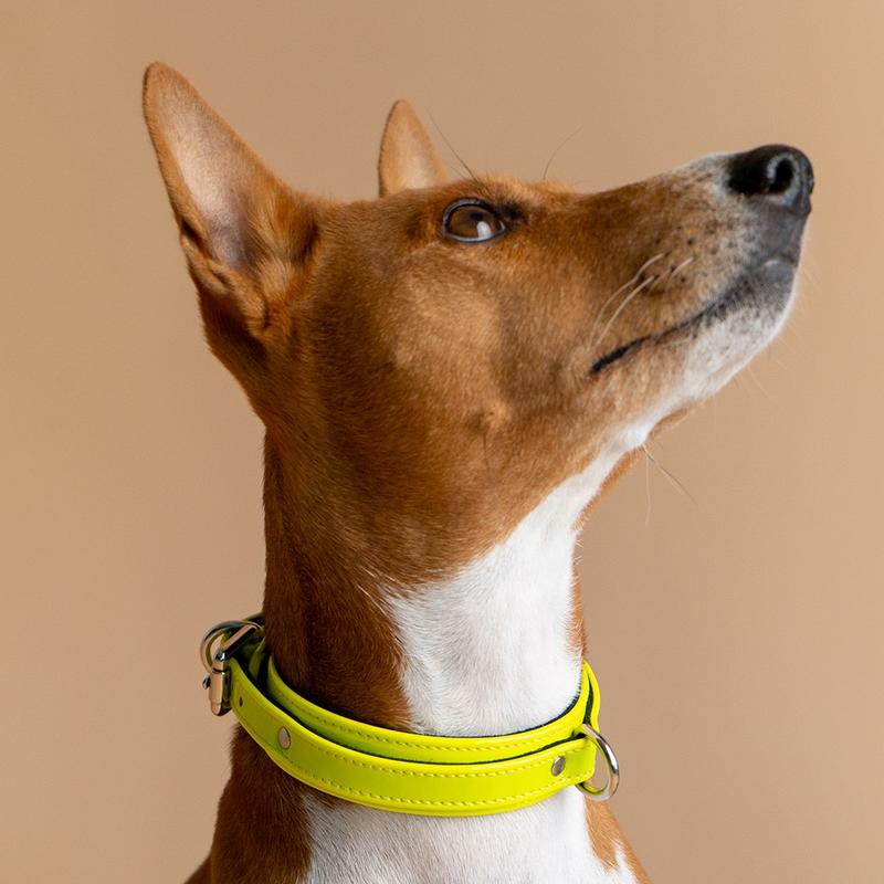 Yellow Neon Collar with Soft Suede on Dog