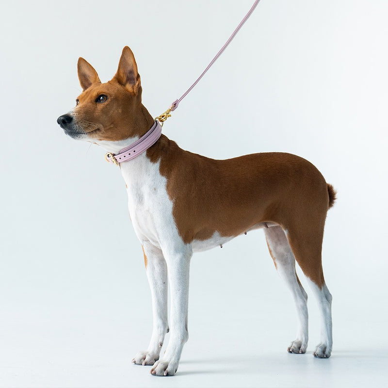 Recollier Pink Collar and Leash on Dog