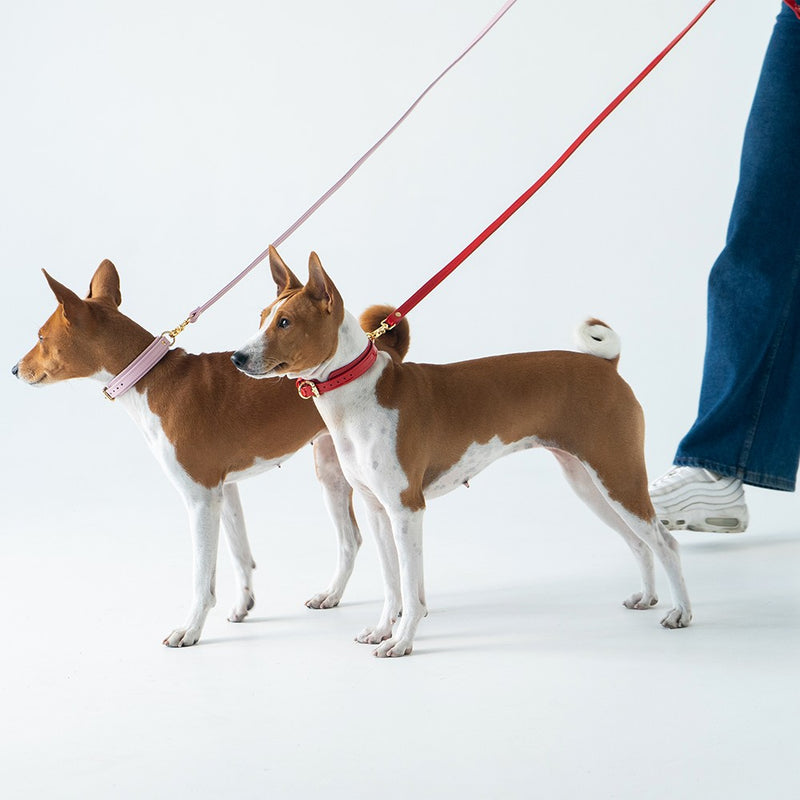 Pink and Red Recollier Accessories on Dogs
