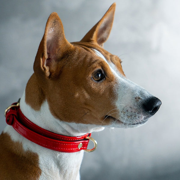 Red Patent Collar with Soft Suede on Dog