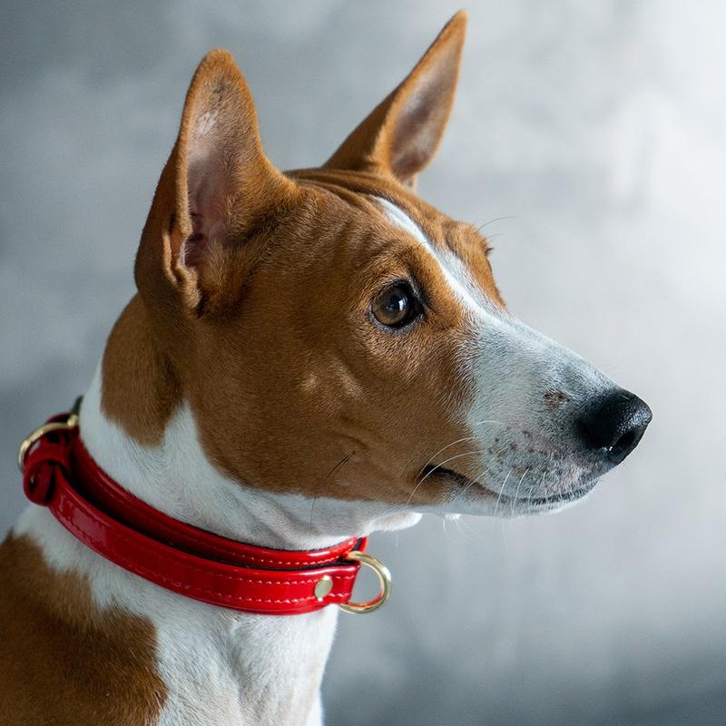 Red Patent Volt Collar with Soft Suede on Dog