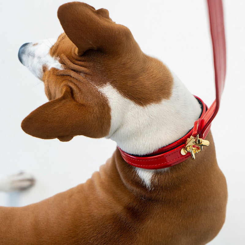 Recollier Red Patent Collar and Leash on Dog Top View