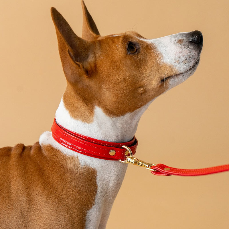 Recollier Red Patent Collar and Leash on Dog