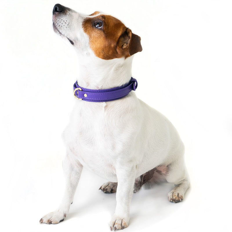 Violet Collar with Soft Suede on Jack Russell Terrier