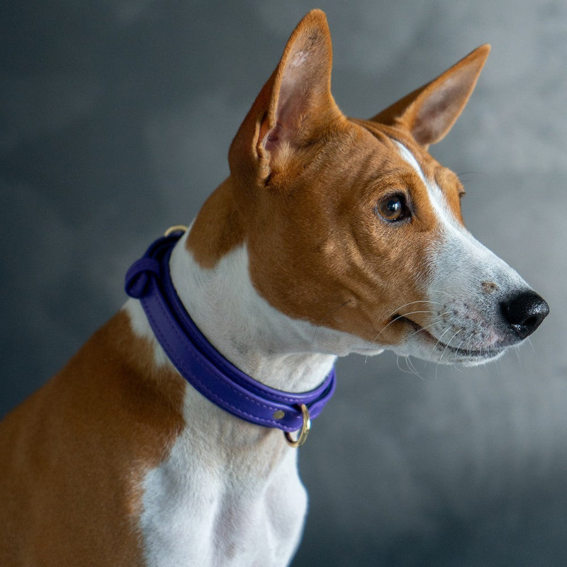 Violet Collar with Soft Suede on Dog