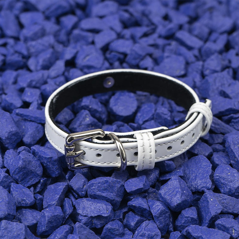 Dog White Patent Collar with Metal Ring on Blue Stone