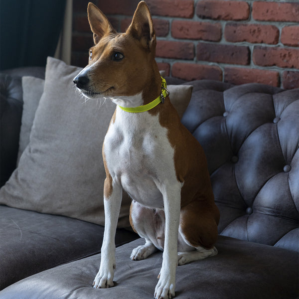 Yellow Neon Collar on Dog